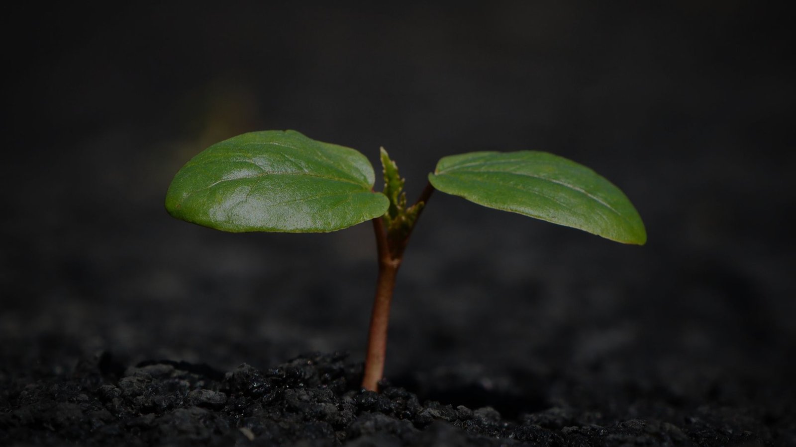 Geoma Consultoria Ambiental