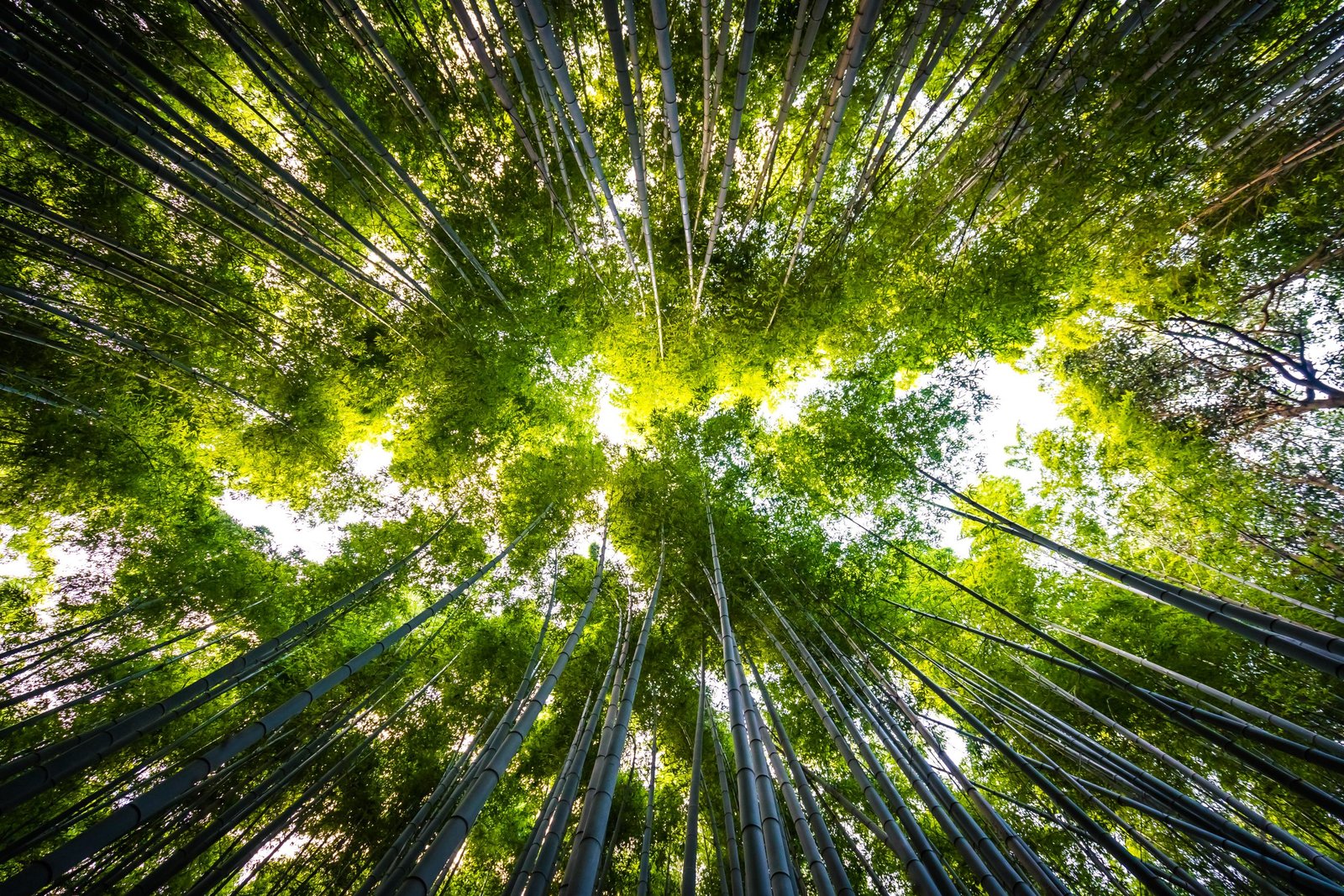 Floresta preservada, área ambiental