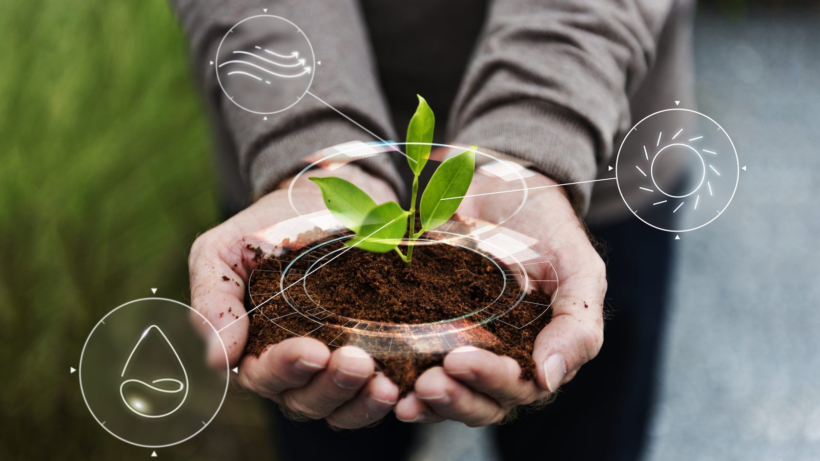 Mãos segurando muda de planta, sustentabilidade